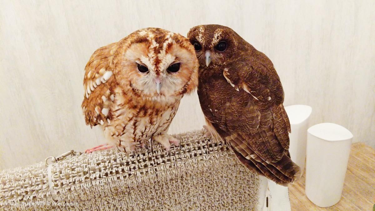 與貓頭鷹的距離。Owl Cafe Akiba Fukurou