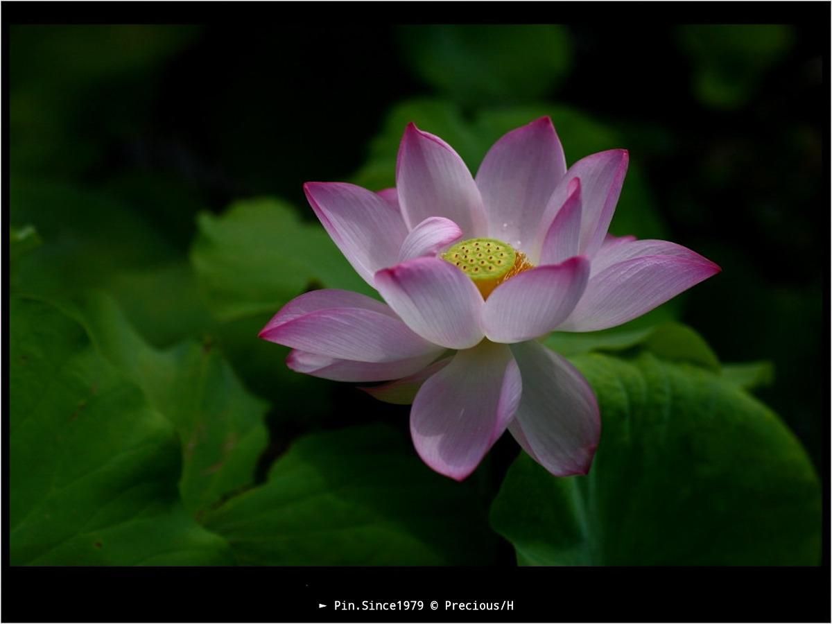 花非花，蓮非蓮。