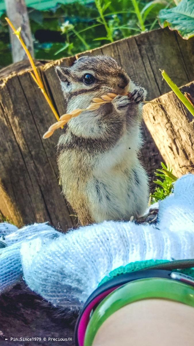 奇奇蒂蒂真實版。網走花栗鼠公園