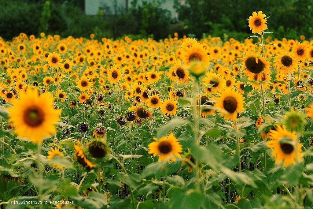 走嘛！Very beautiful sea of sunflowers