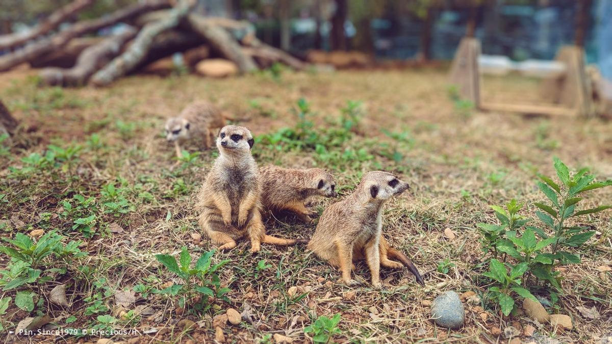 不天真爛漫的遊樂園。不叫果子狸的狐獴