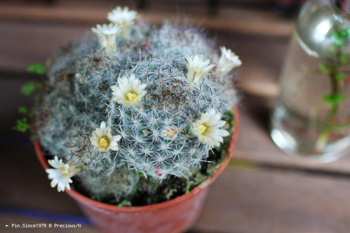 【植栽記錄】花灑雪球般的仙人掌：高砂丸