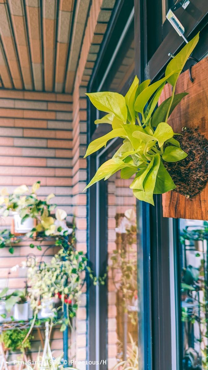 水苔植株上板┃耐陰植物成果展