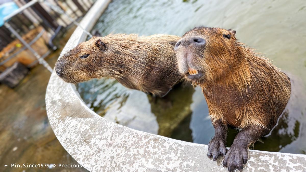 要不蓋座動物園？┃綠舞日式主題園區